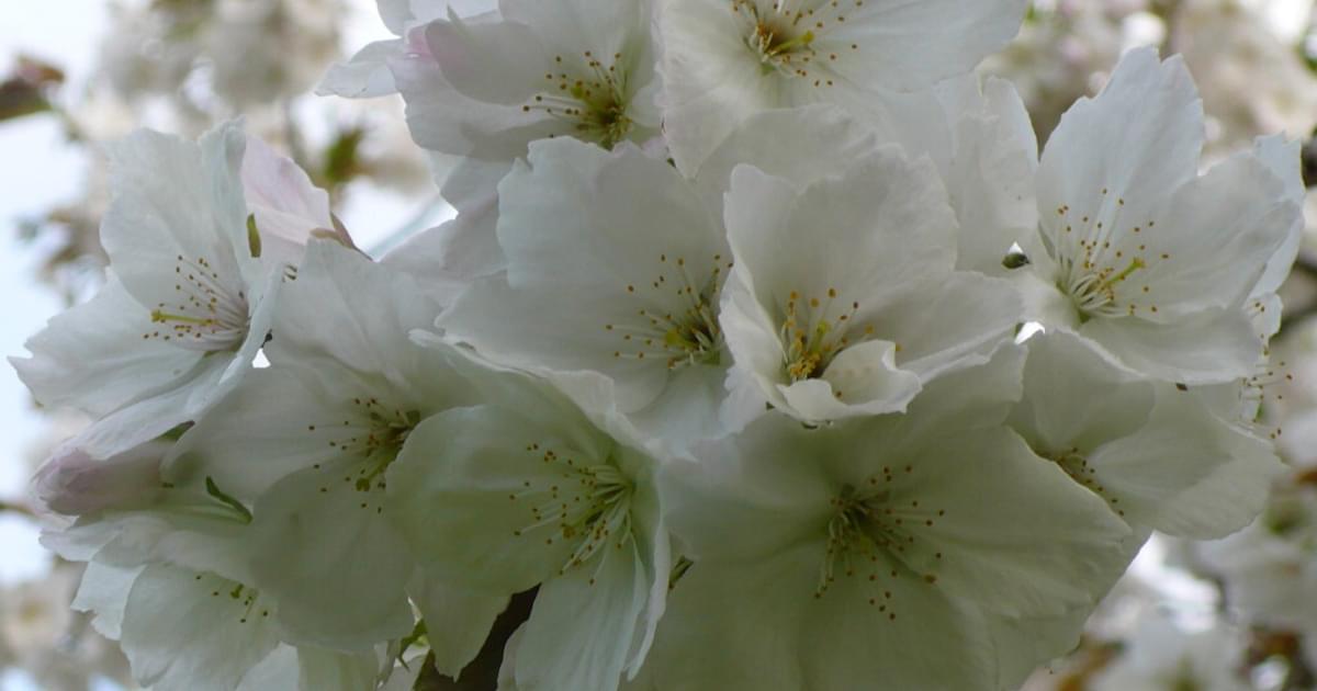 Stillingfleet Lodge Garden Walk in May