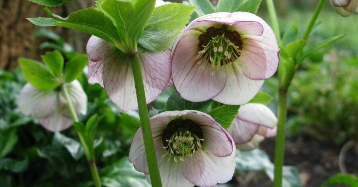 How to Be Cheerful about Shade in the garden
