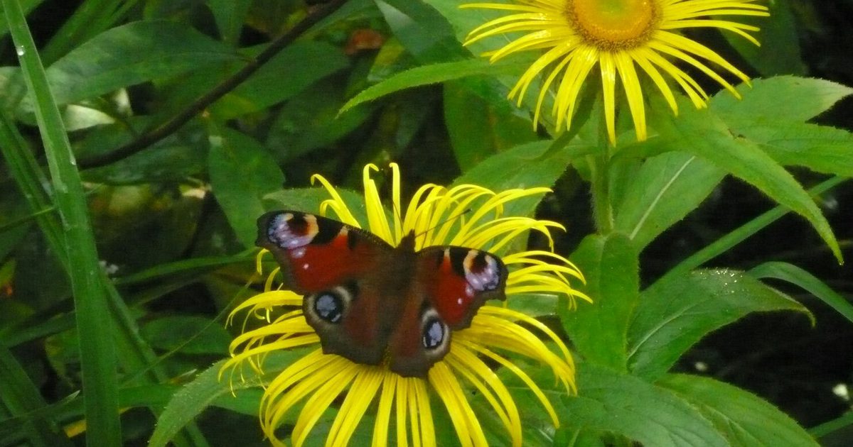 National Garden Scheme event image at Stillingfleet Lodge Garden