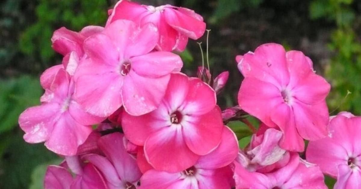 Stillingfleet Lodge Garden Walk in August