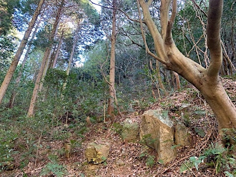 Alternative Music Showcase