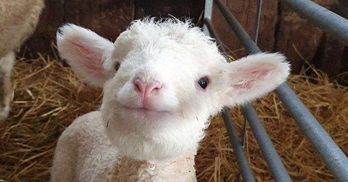 The Great Yorkshire Egg Hunt at Monk Park Farm