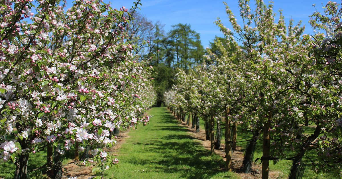 BLOOM at Ampleforth Abbey event image at Ampleforth Abbey