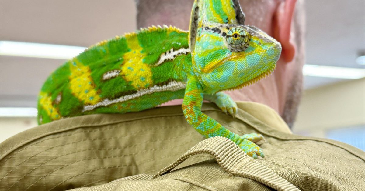 Reptiles Are Coming to The Hole In Wand York One Day… event image at Coppergate, York, YO1 9NR, United Kingdom