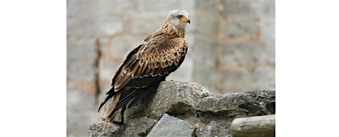 Spring Bird Walk | The Lower Derwent Valley