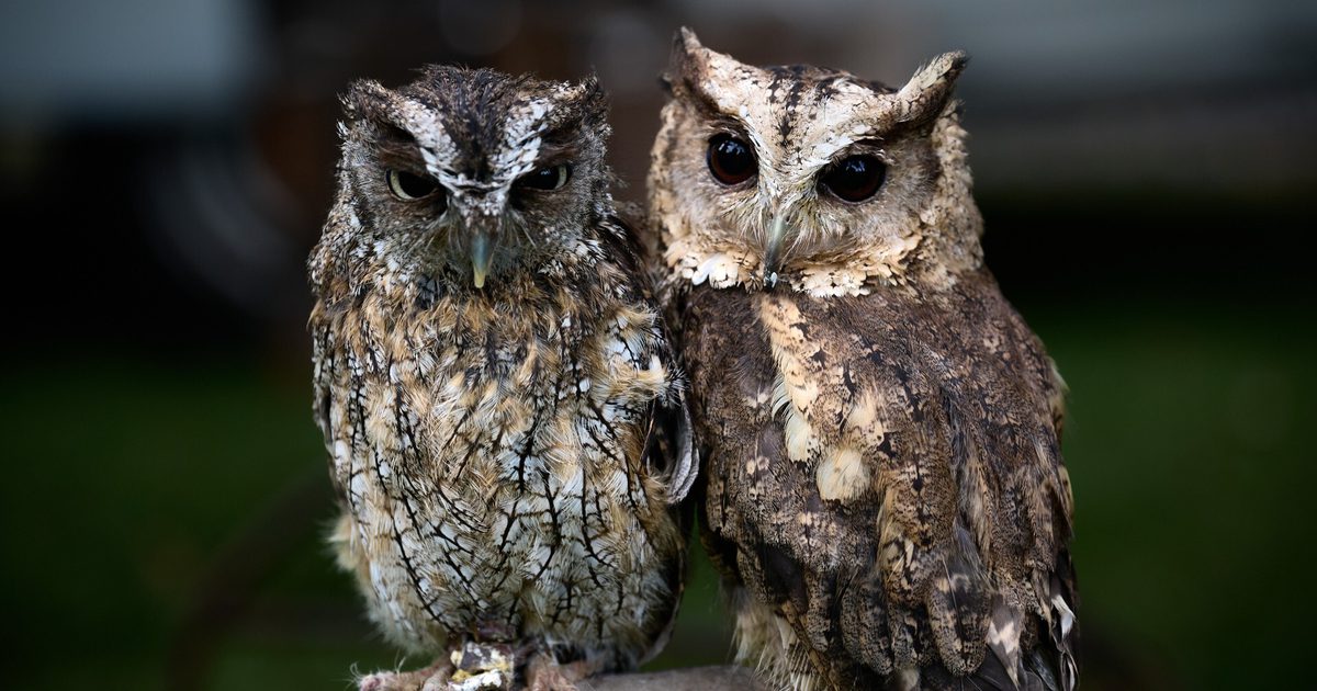 Meet the Owls