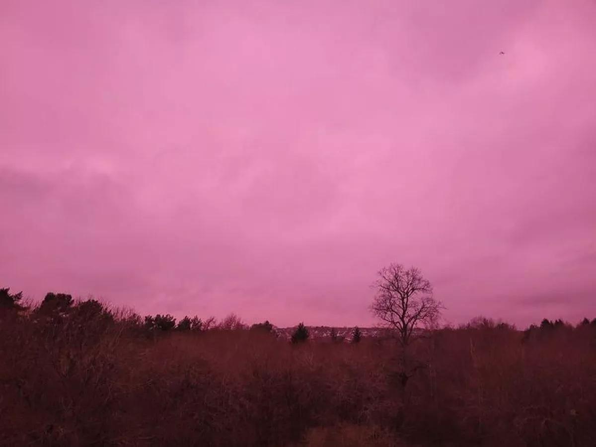 The Strange Pink Rock Show