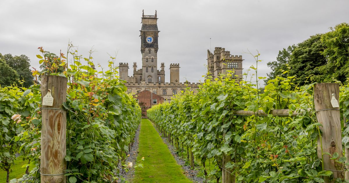 Under the Vines: A Carlton Towers Banquet