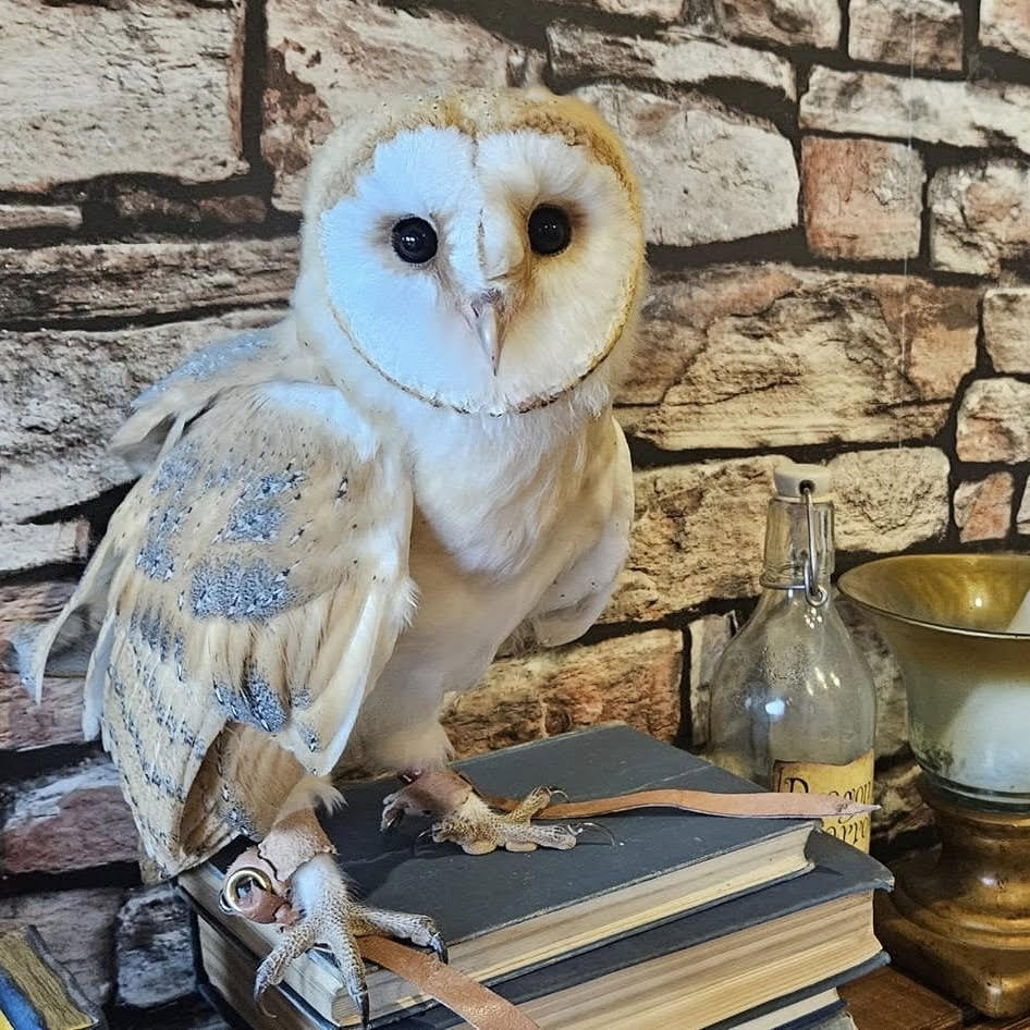 Meet Owls