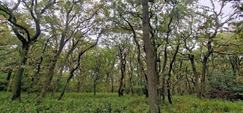 Discover the History of Askham Bog (York Festival of Ideas 2026)