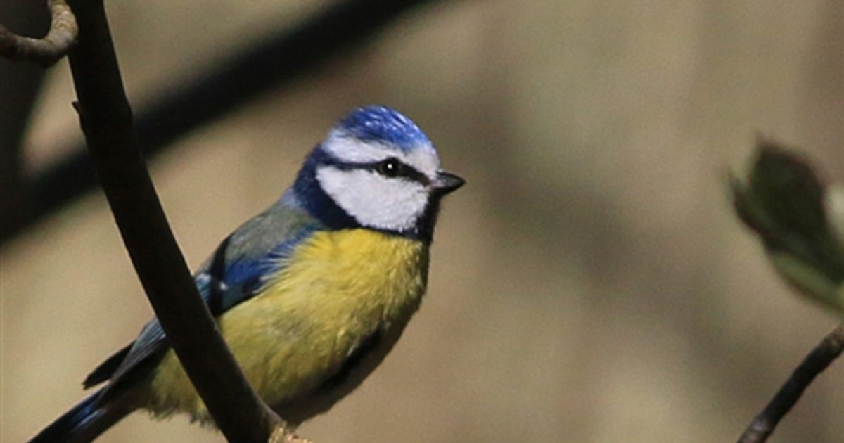 Dawn Chorus