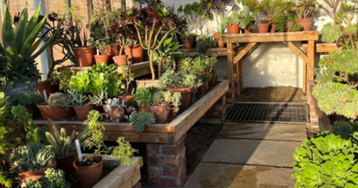Walled Garden Talk: Growing Succulents