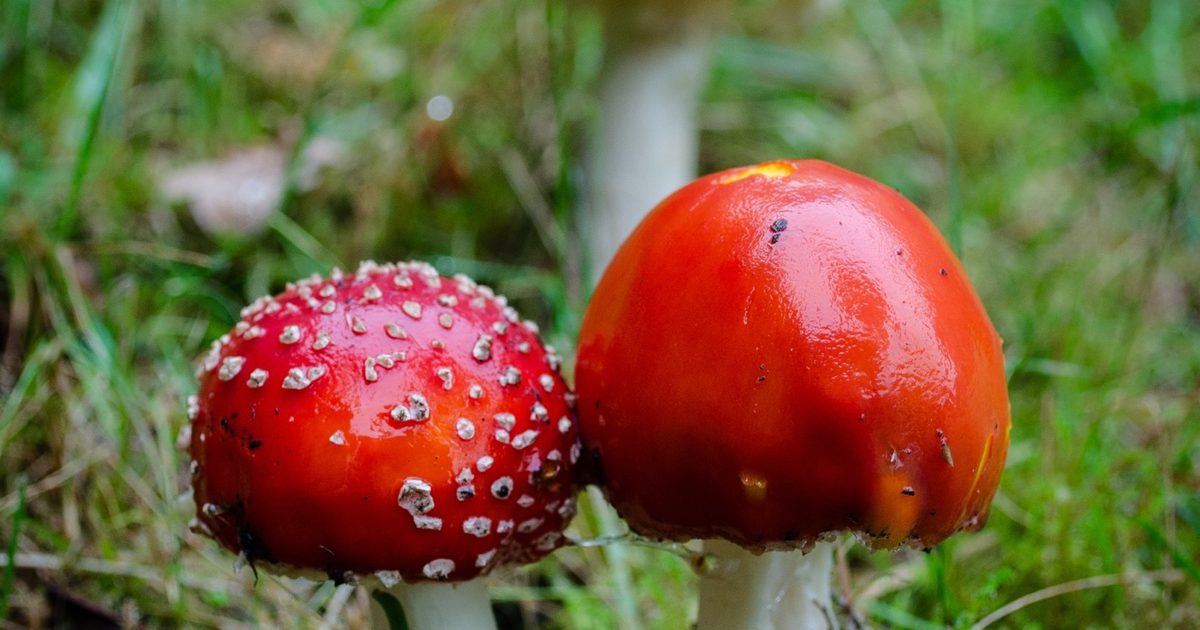 Fungi Foray at the Castle Howard ARboretum