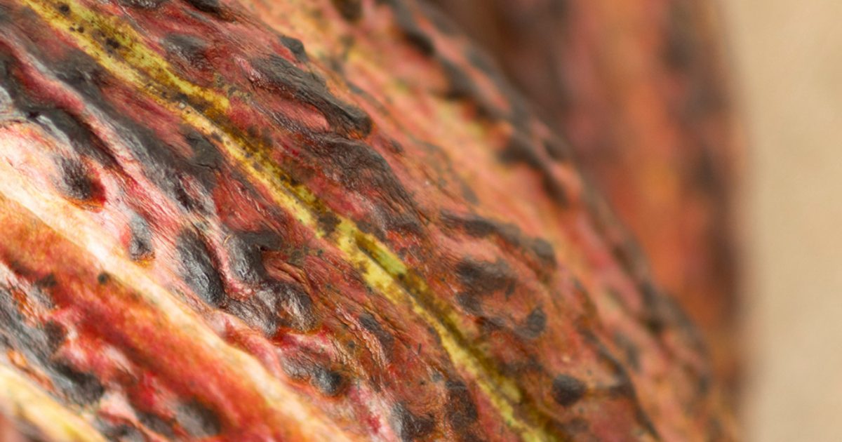 Theobroma Cacao - The Food of the Gods