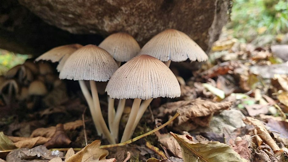 Beginners Guide to Fungi Foray